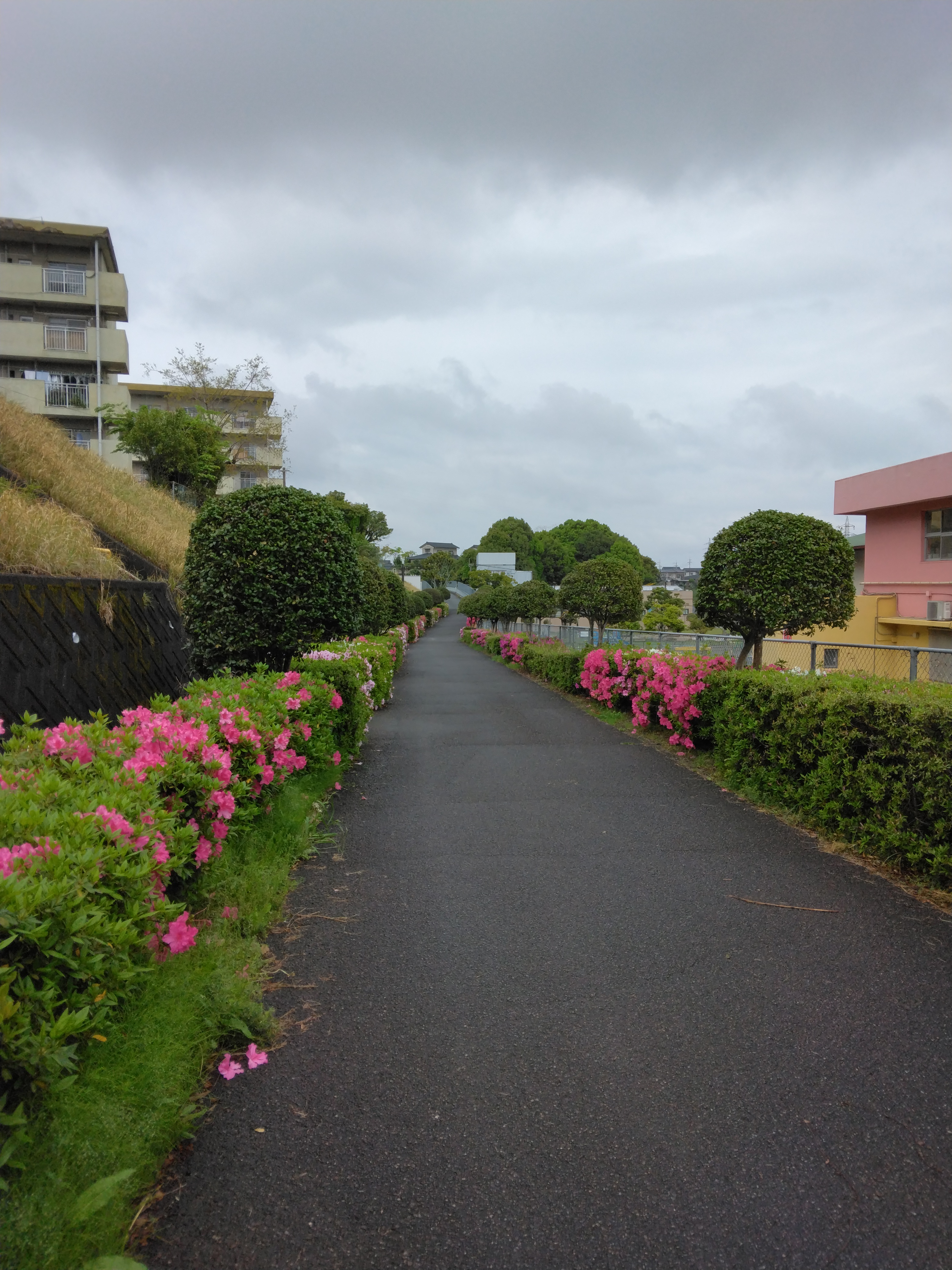 遊歩道のツツジ