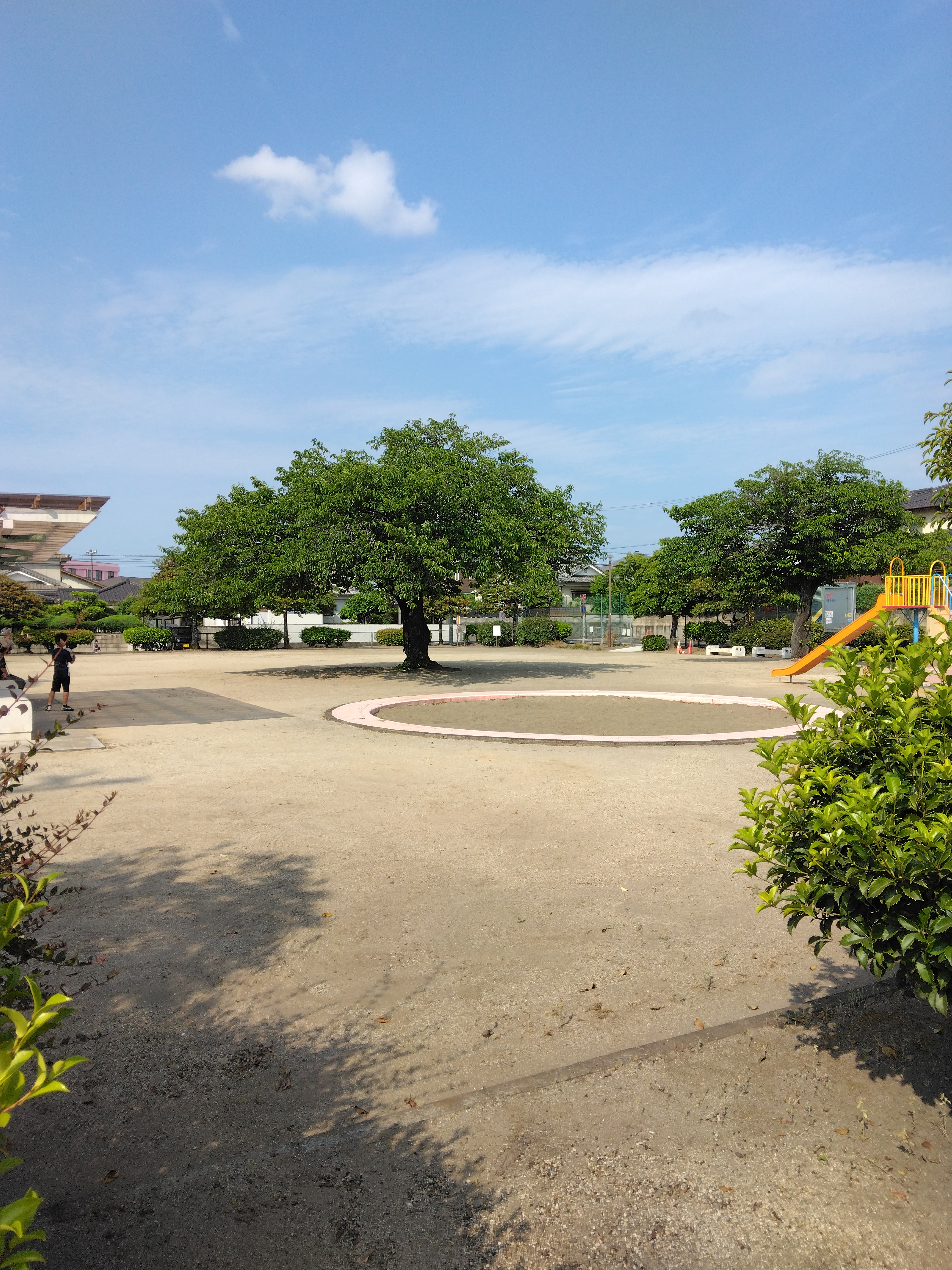 公園の木